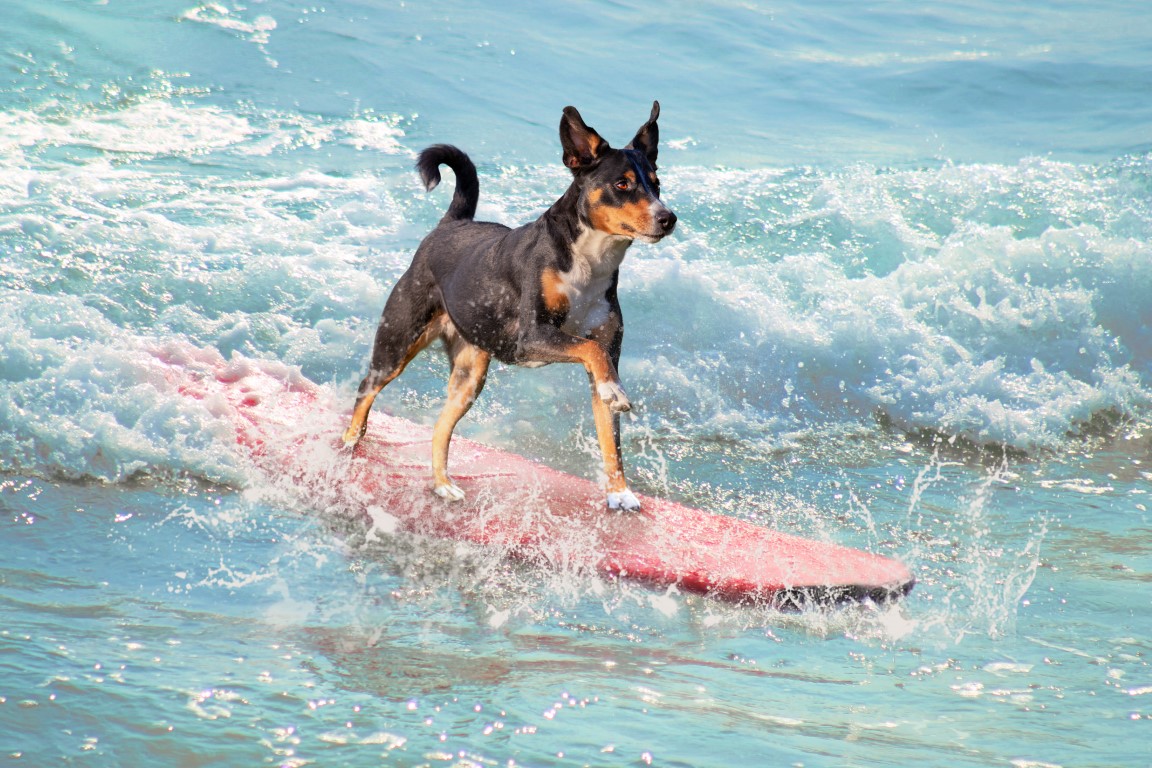 Riding the Waves with Canine Companions: A Dog Surfing Quiz - Think You ...
